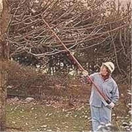 Oregon Oregon Cutting Systems R34 8 in. Pole Saw Replacement Chain 6828248